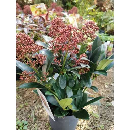 Skimmia japonica Rubella - Japán dérbabér
