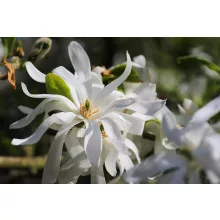 Magnolia stellata - Csillagvirágú liliomfa
