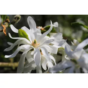 Magnolia stellata - Csillagvirágú liliomfa