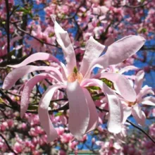 Magnolia stellata Rosea