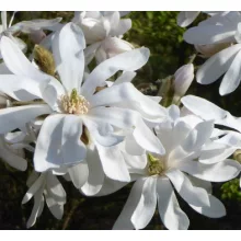 Magnolia stellata (p19) - Csillagvirágú liliomfa