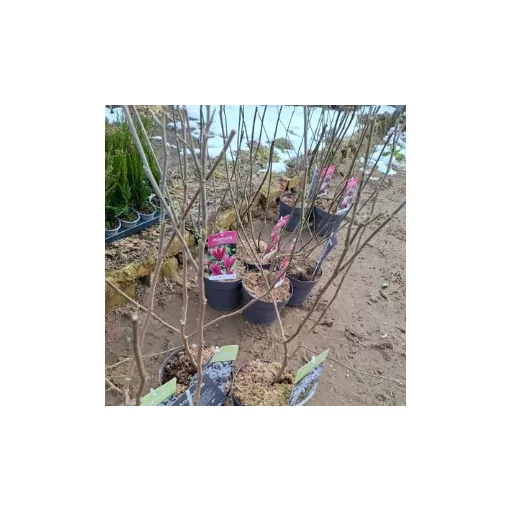 Magnolia stellata (p19) - Csillagvirágú liliomfa
