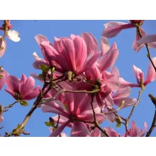 Magnolia Galaxy