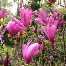 Magnolia Susan (p19) - Liliomfa