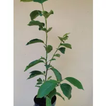 Magnolia Susan (p19) - Liliomfa