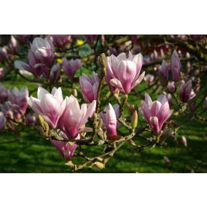 Magnolia x soulangeana