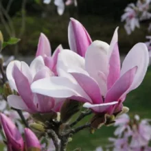 Magnolia George Henry Kern - Liliomfa