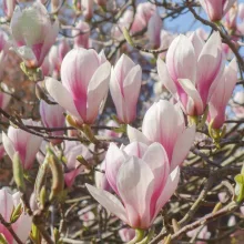 Magnolia x soulangeana Superba