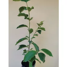 Magnolia x soulangeana Superba