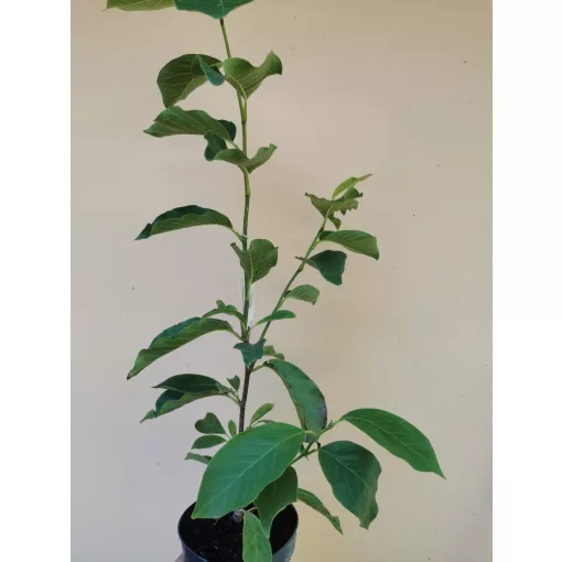Magnolia x soulangeana Superba