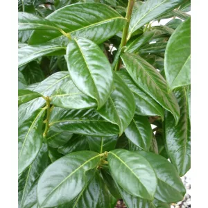 Prunus laurocerasus Novita - Babérmeggy