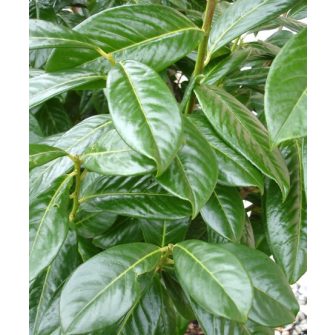 Babérmeggy (Prunus)