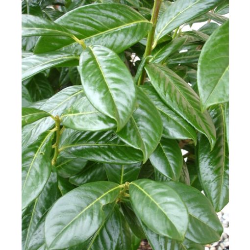 Prunus laurocerasus Novita - Babérmeggy