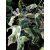 Caryopteris clandonensis White Surprise - Kékszakáll