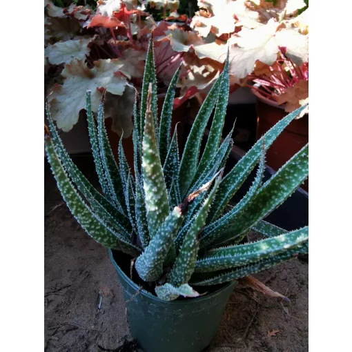 Aloe aristata