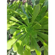 Aeonium arboreum