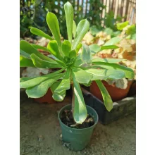 Aeonium arboreum