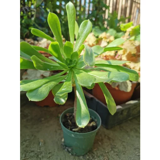 Aeonium arboreum