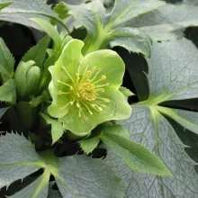 Helleborus argutifolius Silver Lace