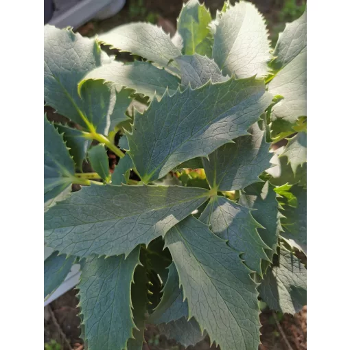 Helleborus argutifolius Silver Lace