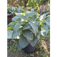 Helleborus argutifolius Silver Lace