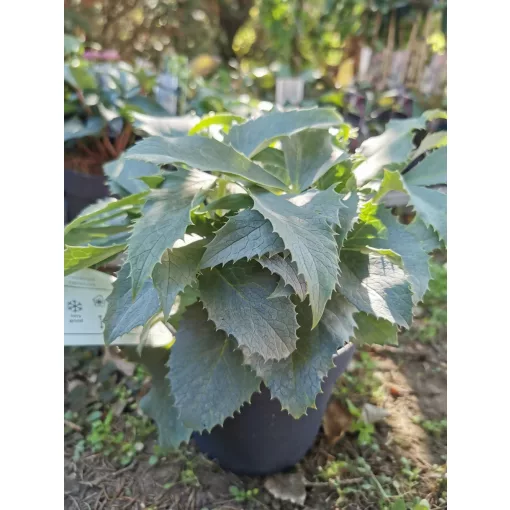 Helleborus argutifolius Silver Lace