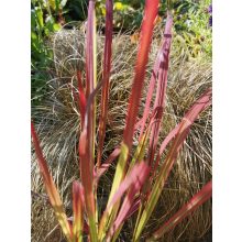 Imperata cylindrica Red Baron - Alangfű
