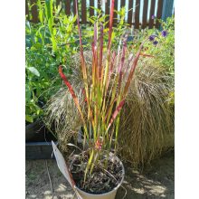 Imperata cylindrica Red Baron - Alangfű