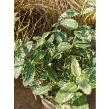 Euonymus fortunei Harlequin - Repkénykecskerágó