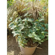 Euonymus fortunei Harlequin - Repkénykecskerágó