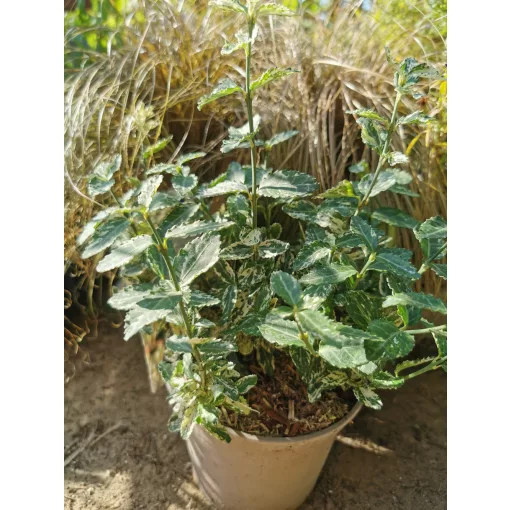 Euonymus fortunei Harlequin - Repkénykecskerágó
