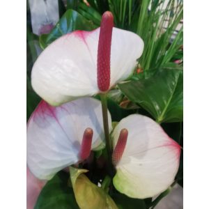 Flamingó virág - Anthurium andreanum 1