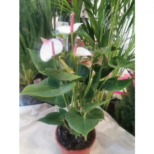 Flamingó virág - Anthurium andreanum 1