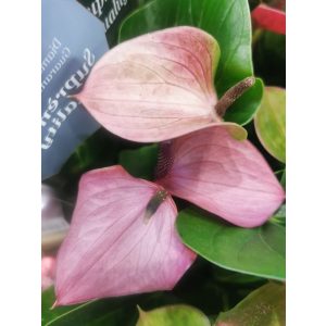 Flamingó virág - Anthurium andreanum 2