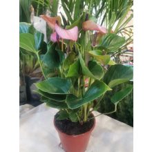 Flamingó virág - Anthurium andreanum 2