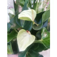 Flamingó virág - Anthurium andreanum 3