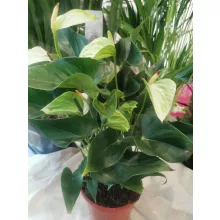 Flamingó virág - Anthurium andreanum 3