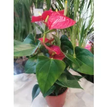 Flamingó virág - Anthurium andreanum 4