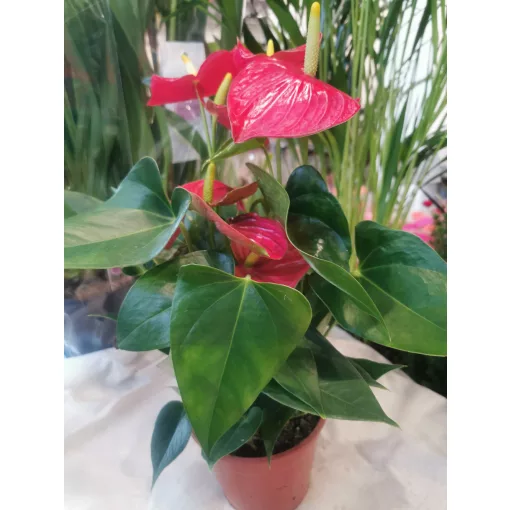 Flamingó virág - Anthurium andreanum 4