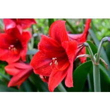 Amarillisz - Hippeastrum 