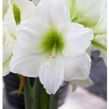 Amarillisz - Hippeastrum 