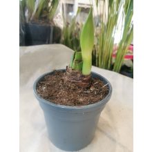 Amarillisz - Hippeastrum 