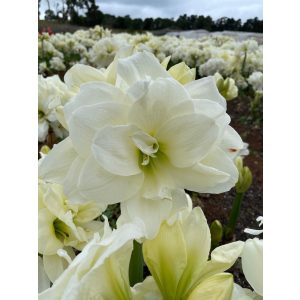 Amarillisz - Hippeastrum 