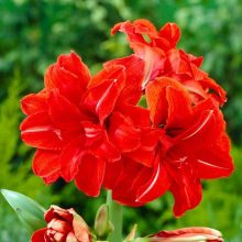 Amarillisz - Hippeastrum 