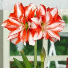 Amarillisz - Hippeastrum 