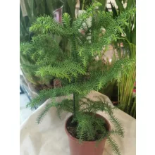 Araucaria heterophylla - Szobafenyő