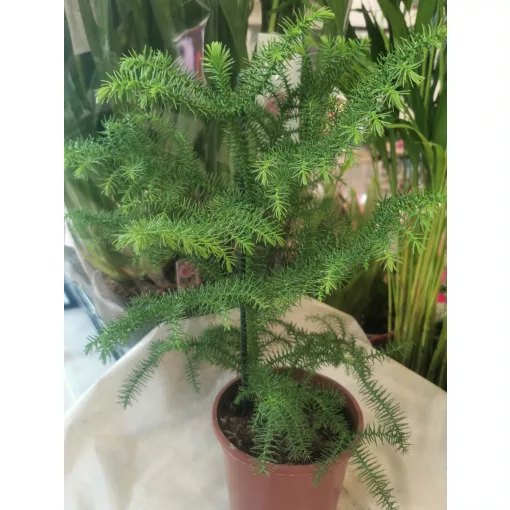 Araucaria heterophylla - Szobafenyő
