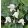 Clematis urophylla Winter Beauty (télen virágzó klemátisz)