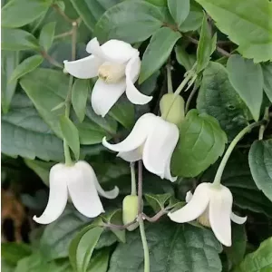   Clematis urophylla Winter Beauty (télen virágzó klemátisz)