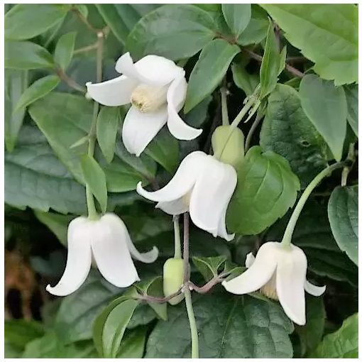 Clematis urophylla Winter Beauty (télen virágzó klemátisz)